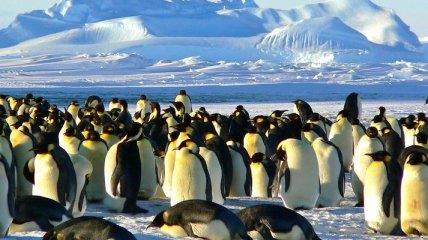 Ученые нашли в Антарктиде мумии древних пингвинов Адели