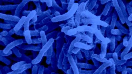 Ученые: обнаружены опаснейшие бактерии с генами высокой устойчивости