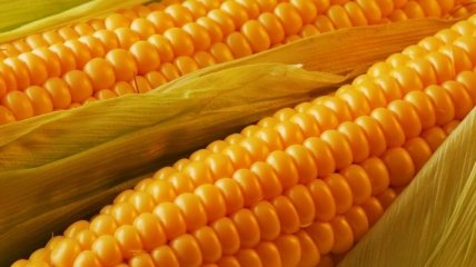 В Румынии на 60% ниже урожай кукурузы