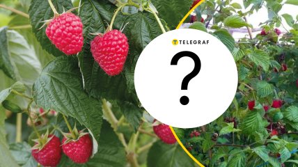 Малину осенью следует обрезать