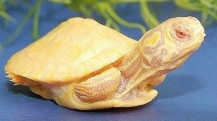 В Индии обнаружили редчайшую желтую черепаху (Видео)