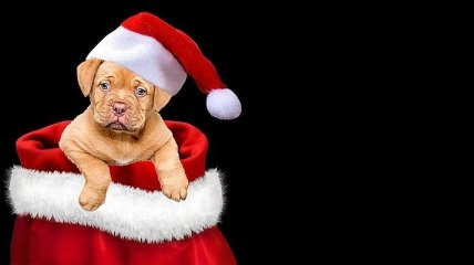 Не будьте занудами: рождественские собачки, которые заставят вас посмеяться от души