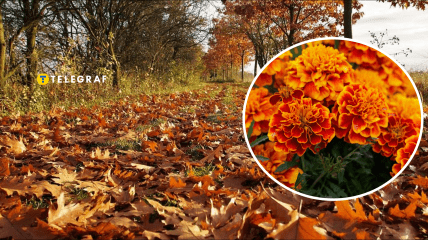 Листя на клубах восени