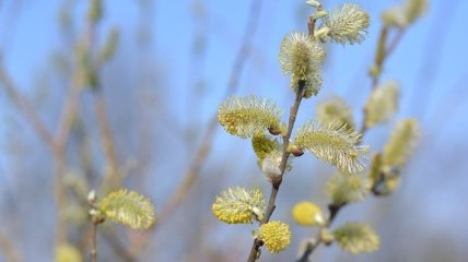 Тепло і волого: прогноз погоди на 26 лютого