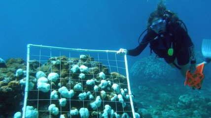 К концу столетия коралловые рифы могут исчезнуть  