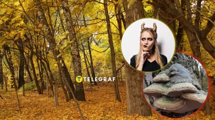 Гриб трутовик настоящий