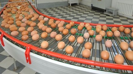 Госстат: В Украине зафиксировано падение производства яиц 