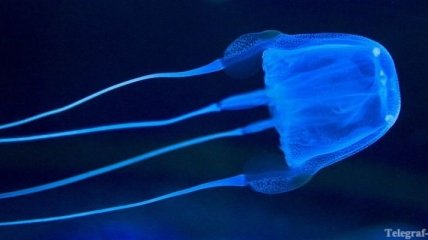 От импотенции поможет ожог медузы