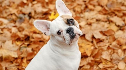 Девы, Близнецы и Стрельцы не поверят своему счастью