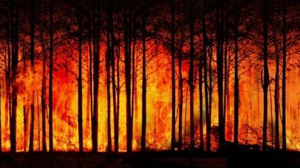 На Житомирщині продовжують гасити лісові пожежі (Відео)