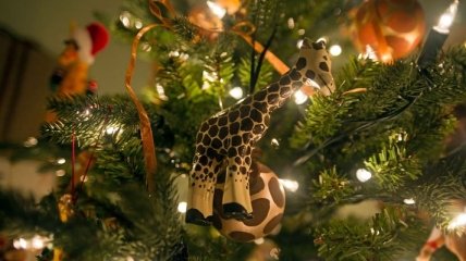 В харьковском зоопарке животные едят новогодние елки