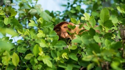 Обезьяна с красной мордой фото