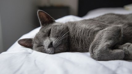 Для котів нормально спати по 16 годин на день.