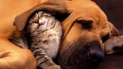 ФОТОпозитив: нежная дружба котов и собак