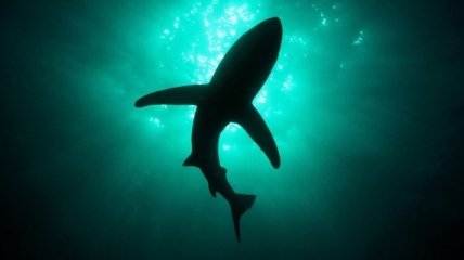 Биологи обнаружили ранее неизвестный вид акул