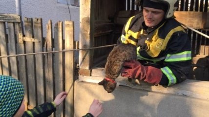 В Закарпатской области спасатели достали кота из колодца (Фото)