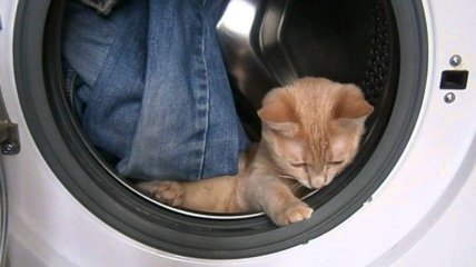 В Норвегии кот выжил после 40-минутной стирки в стиральной машине