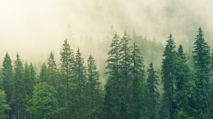 Неутешительная тенденция: изменение климата плохо влияет на деревья