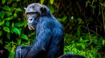 Создают рок-музыку: зачем шимпанзе бросают камни в деревья (Видео)