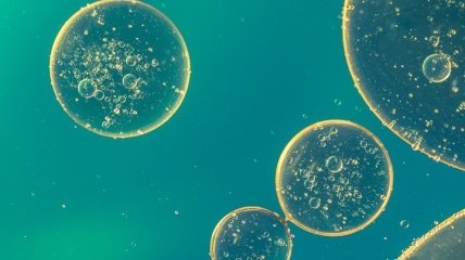 Польза от слизи: молекулы слизистой могут нейтрализовать опасные бактерии
