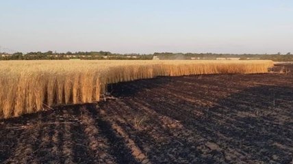 Последовательные пожары уничтожили пшеницу на полях Николаевщины