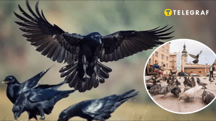 Вороны и голуби