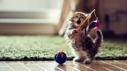 Смех до слез: забавные снимки кошек, постигших тайны каратэ