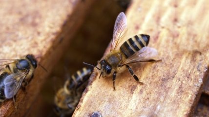 Разгар сезона: доктор Комаровский объяснил, как спасаться от клещей, комаров и пчел
