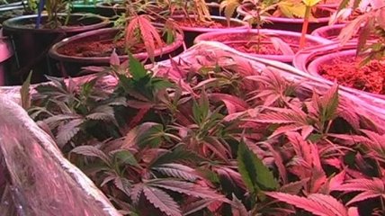 В Киевской области обнаружили "плантацию" марихуаны в гараже