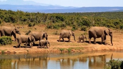 В Ботсване массово стали гибнуть слоны