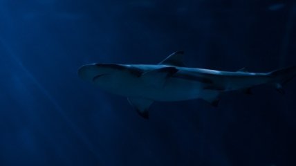 Президент дайвинг-клуба в Австралии погиб после встречи с акулой