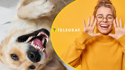 Собака насмешила сеть