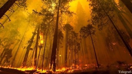 В Калифорнии вторую неделю бушуют лесные пожары (Фото)