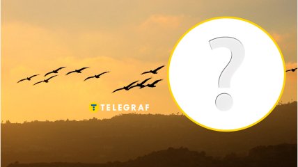 Редкая птица летает в Днепре