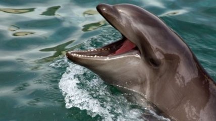 Украина проведет учет дельфинов в Черном море