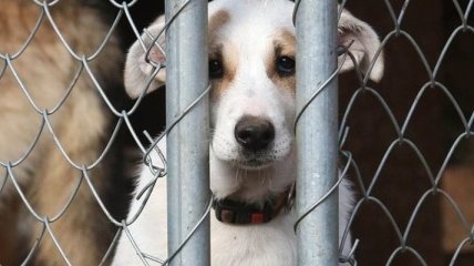 В Украине усилена уголовная ответственность за жестокое обращение с животными