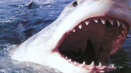 Жителя Австралии оштрафовали на $16 тысяч за убийство акулы 