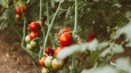 Як використовувати бадилля помідор на городі з користю: 4 ефективні способи