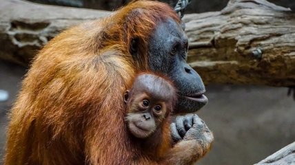 Орангутаны "заражают" друг друга чесанием, как люди - зевотой