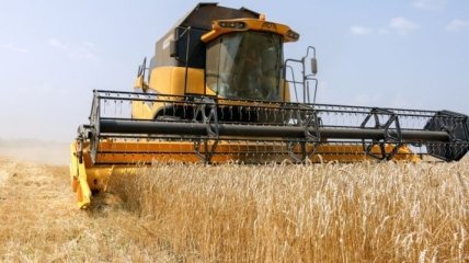 Украина - вторая в мире по урожайности пшеницы