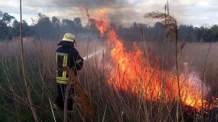 В Луганской области в "серой зоне" произошел масштабный лесной пожар