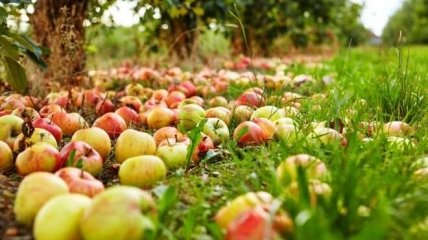 Куди подіти опалі яблука восени