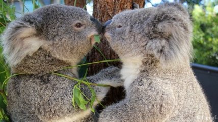 Власти Австралии уничтожили около 700 коал