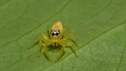 Ученые рассказали, почему нельзя убивать домашних пауков