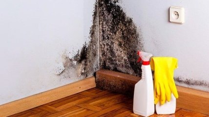 Как отмыть стены от плесени