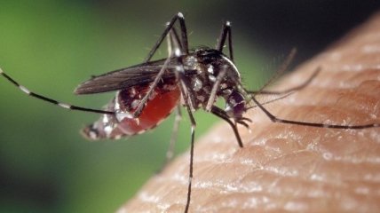На Філіппінах комарі вбили сотні людей: оголошена епідемія