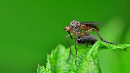 Новые ловушки для комаров помогут отследить виды, которые переносят болезни