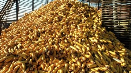 Украинские компании получили право на беспошлинный экспорт кукурузы в Кению