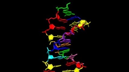 Ученые создали синтетическую ДНК с восемью нуклеотидными основаниями