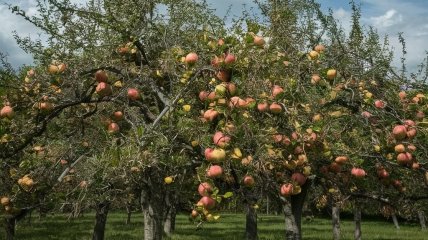 Правильне обрізання дуже важливе для плодоношення яблунь  (зображення створено за допомогою ШІ)